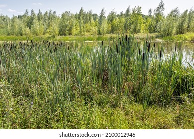 Flowering cattails on the edge of a creek in the Dutch National Park Biesbosch near the village of Werkendam, province of North Brabant. It is a sunny day in summer with an almost cloudless blue sky.