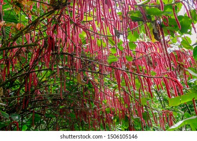 Acalypha Hispida Images Stock Photos Vectors Shutterstock