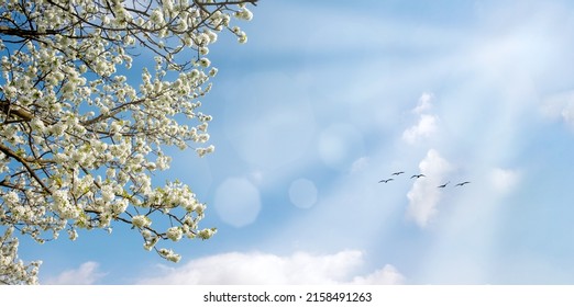 Blühende Kirsche auf sonnigem Hintergrund