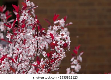 Flowering cherry plum (Prunus cerasifera) blossoms and maroon leaves against a brick wall in a Glebe garden in Ottawa, ON, Canada, - Powered by Shutterstock