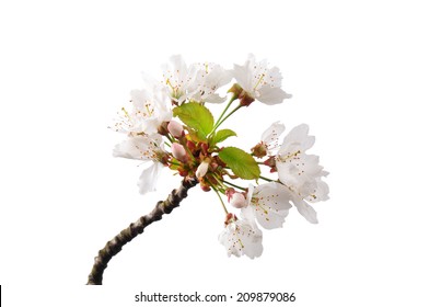 Flowering Cherry (Prunus Avium)