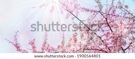 flowering cherry tree from below against blue sky, pink flower landscape during spring awakening