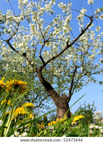Similar – Image, Stock Photo Frog perspective | cherry blossoms against blue sky | wonderfully spring-like.