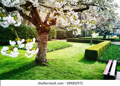 Flowering Cherry Tree In Keukenhof Garden