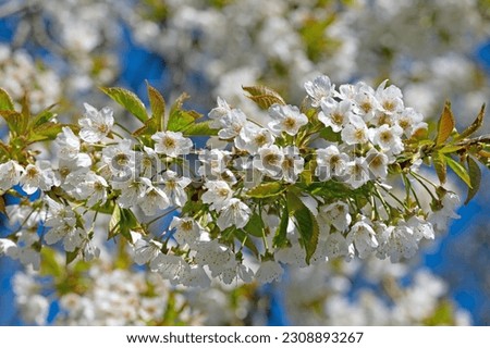 Flowering cherry tree, Prunus avium, in spring
