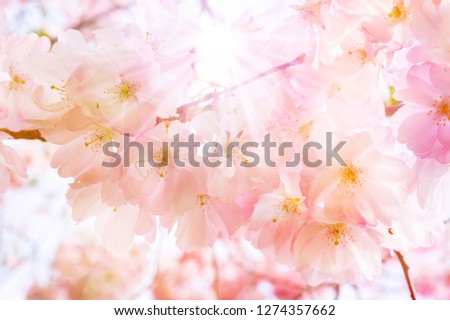 flowering cherry tree in sunny springtime