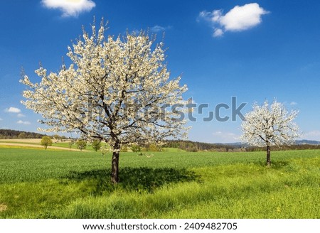 flowering cherry trees in latin Prunus cerasus with beautiful sky. White colored flowering cherrytree
