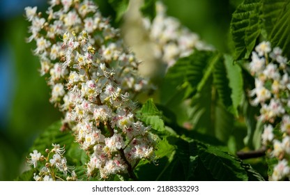 13,821 Spring from chestnut forest Images, Stock Photos & Vectors ...