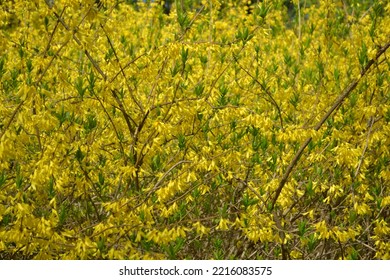 Flowering Chinese Golden Bell Tree (Forsythia Viridissima)