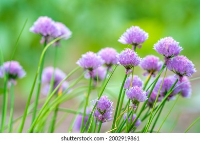 flowering chives in a green farm garden - Shutterstock ID 2002919861