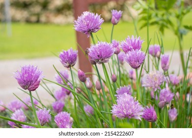 Flowering Chives On A Beautiful Spring Day