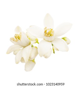 Flowering Citrus. Spring. White Fresh Orange Tree Flowers  Isolated On White Background