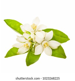 flowering citrus. Spring. white fresh orange tree flowers and young green leaves isolated on white background - Shutterstock ID 1023268225