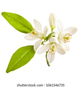 93,577 Citrus flower Images, Stock Photos & Vectors | Shutterstock