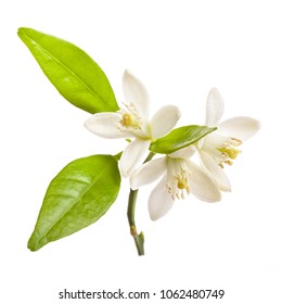 flowering citrus. Spring. white fresh orange tree flowers and young green leaves isolated on white background - Shutterstock ID 1062480749