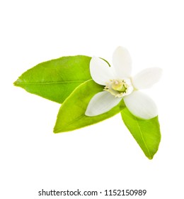 flowering citrus. Spring. white fresh orange tree flowers and young green leaves isolated on white background - Shutterstock ID 1152150989
