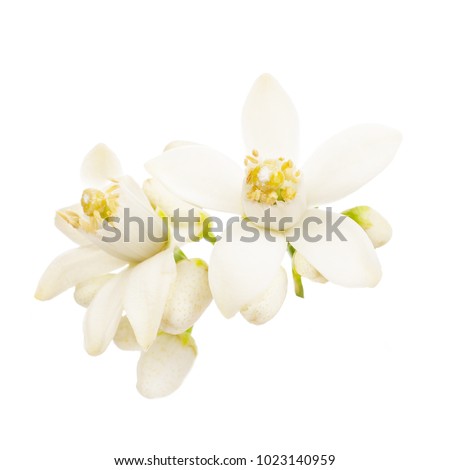 flowering citrus. Spring. white fresh orange tree flowers  isolated on white background