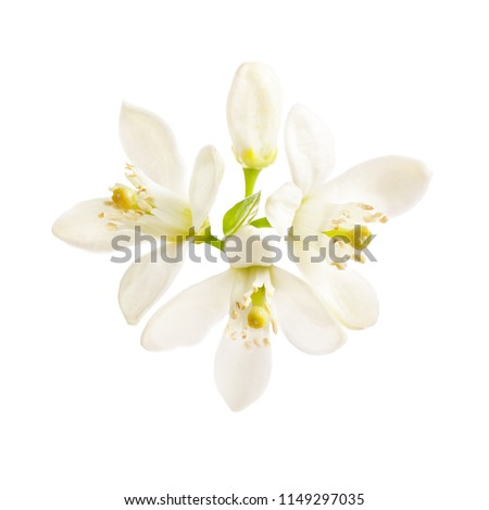flowering citrus. Spring. white fresh orange tree flowers  isolated on white background