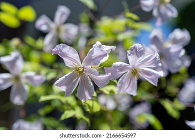 Flowering Of Clematis Prince Charles