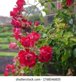 Flowering Climbing English Rose Named Rambling Rosie  - Shutterstock ID 1768546835