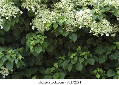 Flowering Climbing Hydrangea