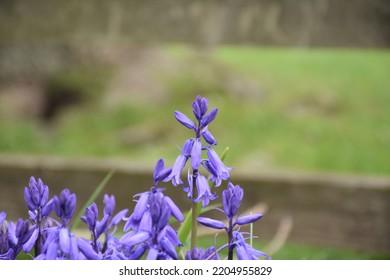 Flowering Common Bluebell Flowers In Northern England.