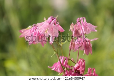 Flowering common columbine (Aquilegia vulgaris) plant with pink flowers in garden