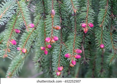 Flowering Cones On A Norway Spruce