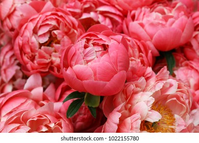 Flowering coral hybrid peony "CORAL CHARM" in the spring garden.
 - Shutterstock ID 1022155780