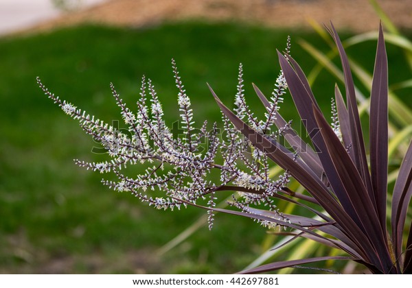 Flowering Cordyline Australis Red Star White Stock Photo Edit Now