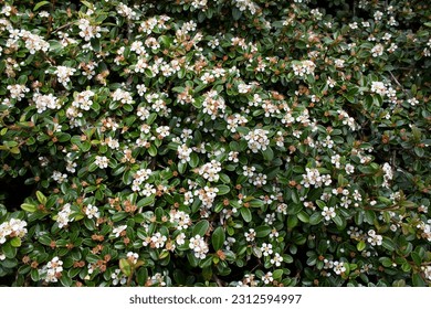 Flowering Cotoneaster dammeri or bearberry cotoneaster plant with green leaves