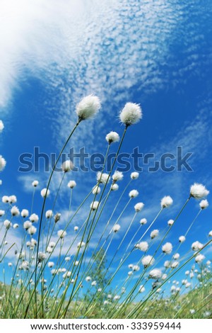 Similar – Image, Stock Photo let the sun shine …