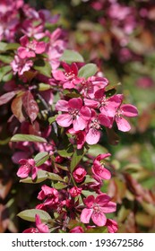 Flowering Crabapple Blooms