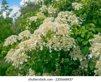 Flowering Cramp Bark Shrub Photographed In Spring.