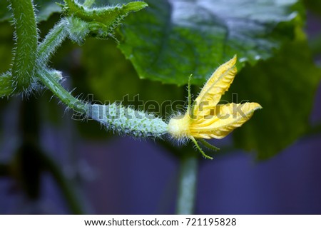 Similar – Young cucumber plant