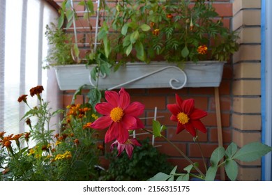 Flowering dahlias, sweet peppers and marigolds in a flower box and pots outdoors on the balcony. Balcony floriculture, wonderful lifestyle. Beautiful summer photo.