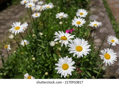 Flowering of daisies. Oxeye daisy, Leucanthemum vulgare, Daisies, Dox-eye, Common daisy, Dog daisy, Moon daisy. Gardening concept