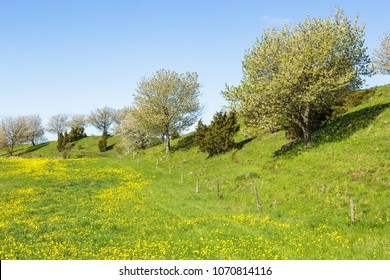 Flowering Dandelions In A Meadow At A Esker