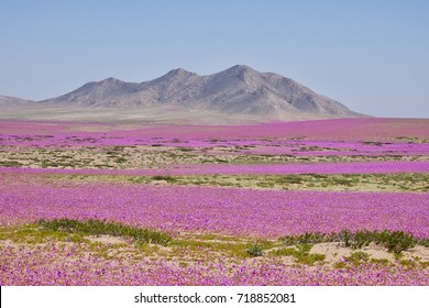 Flowering Desert (desierto Florido In Spanish). It Rarely Rains In Atacama Desert But It Does A Carpet Made Of Millions Of Flowers Covers The Otherwise Dry Ground