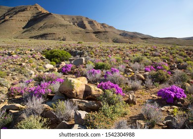flowering desert plants in a typical Karoo desert mountain landscape with low brushwood and flowering doring vygie 