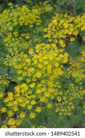 Flowering Dill (anethum Graveolens) Garden Of Aromatic Herbs