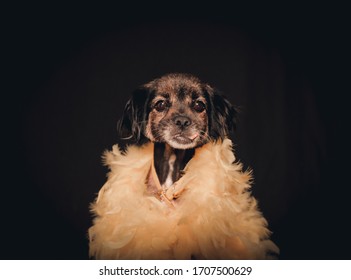 Flowering Dog , Fashion Dog , Portrait Of A Dog Isolated