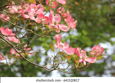 Flowering Dogwood