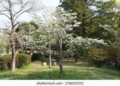 Flowering dogwood (Cornus florida) / Cornaceae deciduous tall tree - Powered by Shutterstock