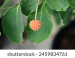 Flowering dogwood Galilean branch with fruit - Latin name - Cornus kousa Galilean