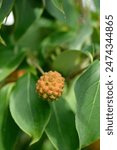 Flowering dogwood Galilean branch with fruit - Latin name - Cornus kousa Galilean