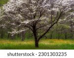 A flowering dogwood tree in the Hocking Hills Area of Southern Ohio. 