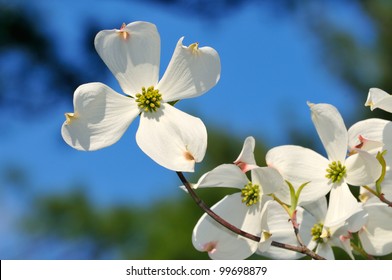 Flowering Dogwood. White Flower On Tree Branch Isolated On Blue Sky.