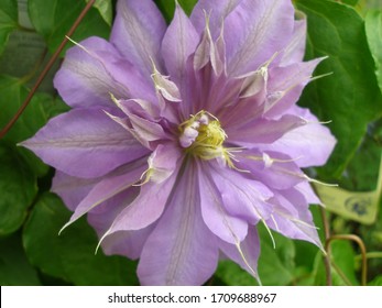 Flowering Double Purple Clematis 'Countess of Lovelace' (Clematis hybrida) - Shutterstock ID 1709688967