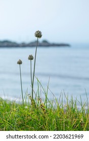 Flowering Elephant Garlic (Allium Ampeloprasum) Next To A Beach In Mediterranean Sea. Flower Buds Of Broadleaf Wild Leek.Closeup Color Image With Natural Background. No People.